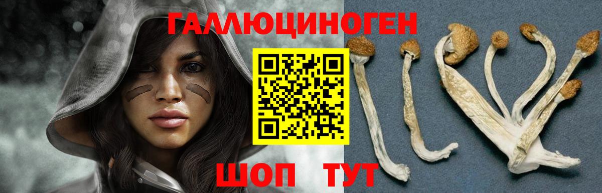 Псилоцибиновые грибы MAGIC MUSHROOMS  как найти закладки  Грозный 